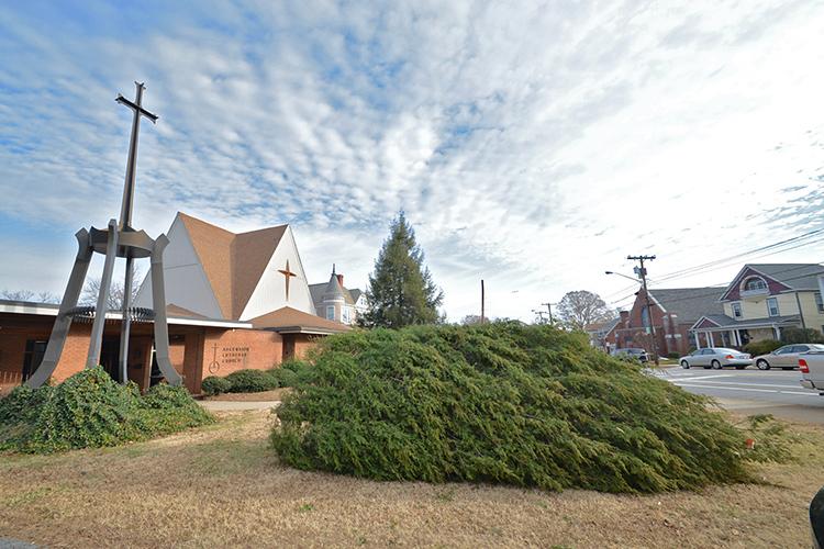A 21-foot-tall cedar tree awaits installation at Ascension Lutheran Church in Danville, Virginia, which is the birthplace of the Chrismons tradition. Congregation members begin scouting almost a year in advance for the perfect specimen.