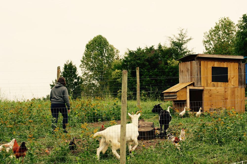 Goats, chickens and ducks are all part of the community at the Thunder Mountain retreat.