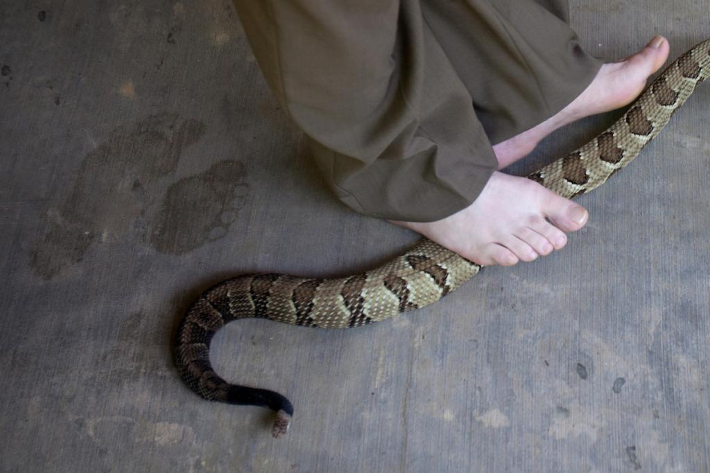 Mack walks on a yellow timber rattlesnake moments after it bites him in Panther, West Virginia, in May 2012.