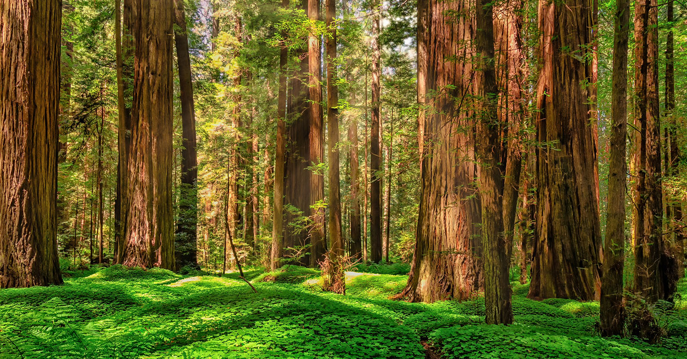 redwood forest