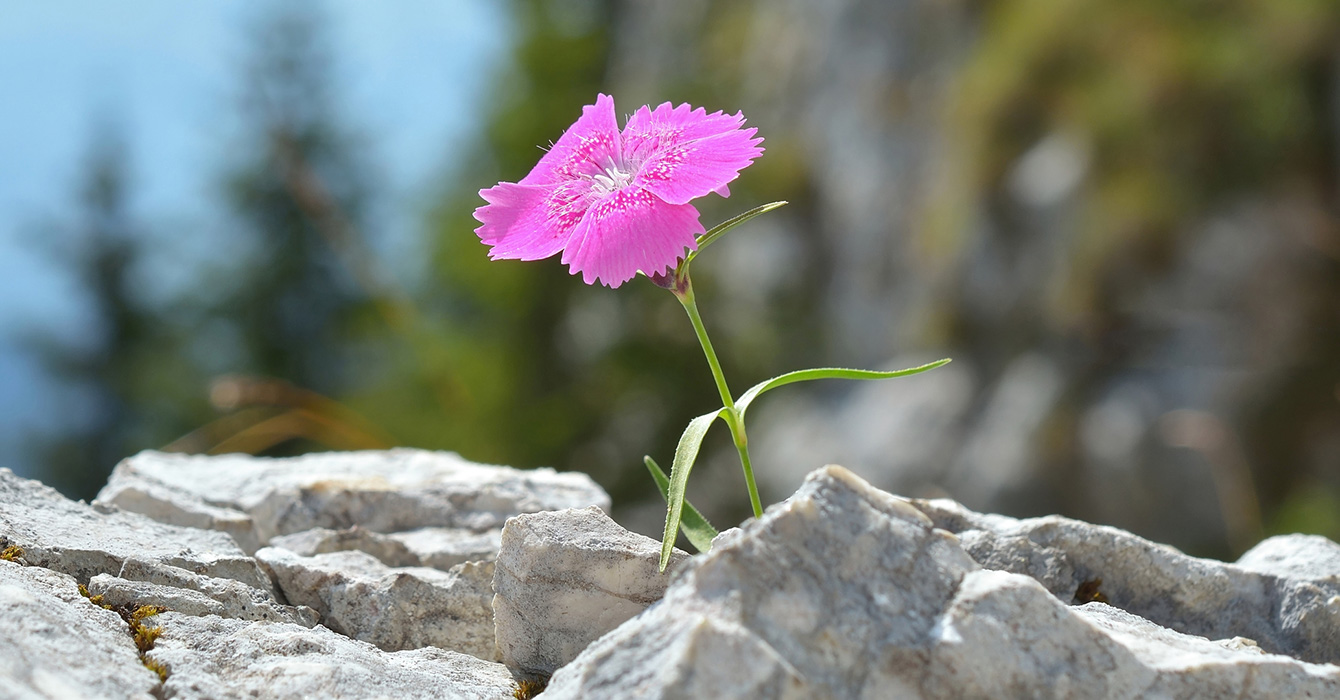 Single pink flower growing out of rocks