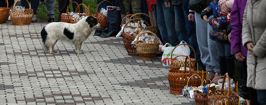 dog and baskets