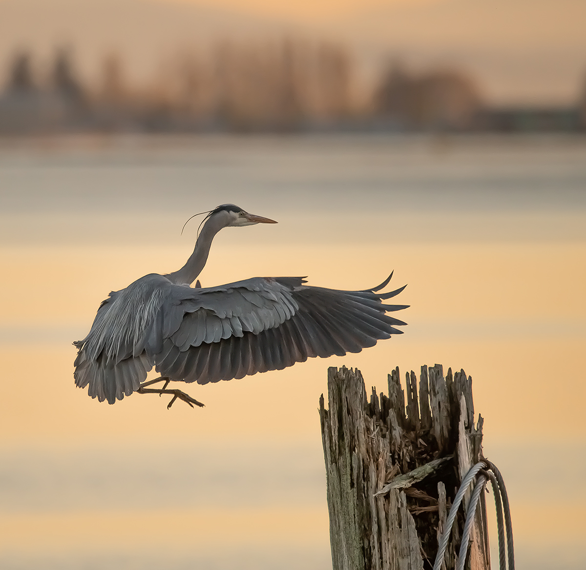 heron landing