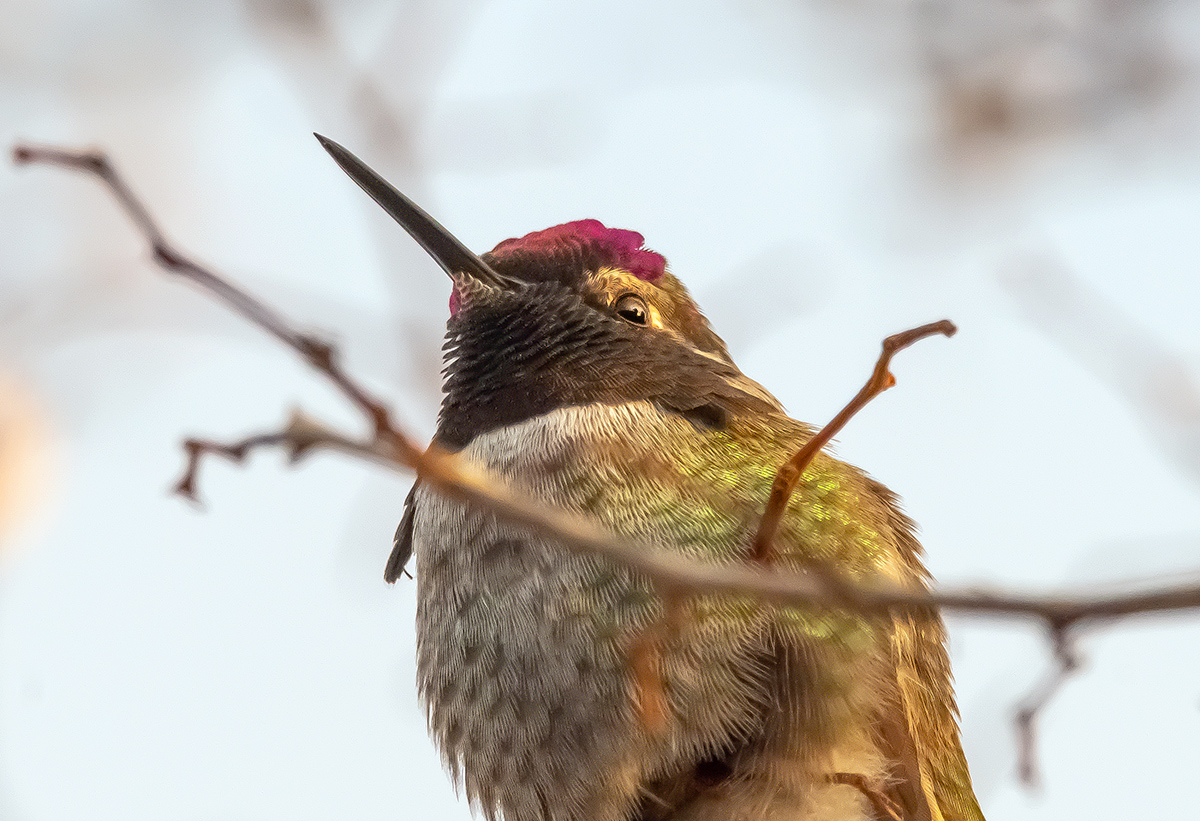 hummingbird annas red beak 