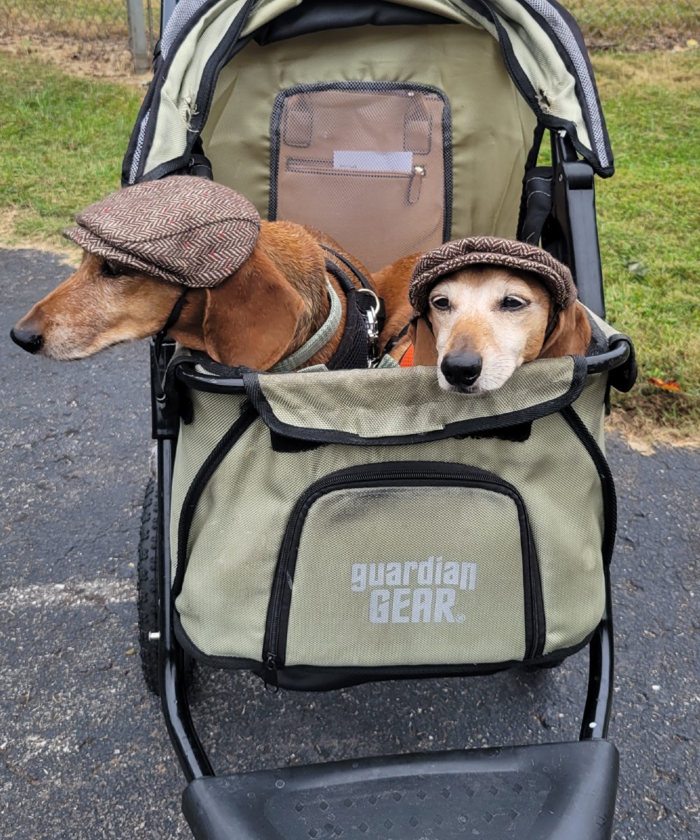 Two daschunds in hats