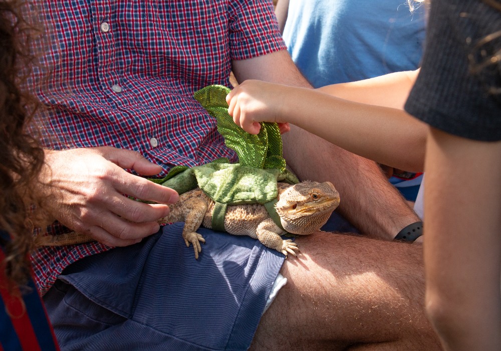 Image of a lizard 