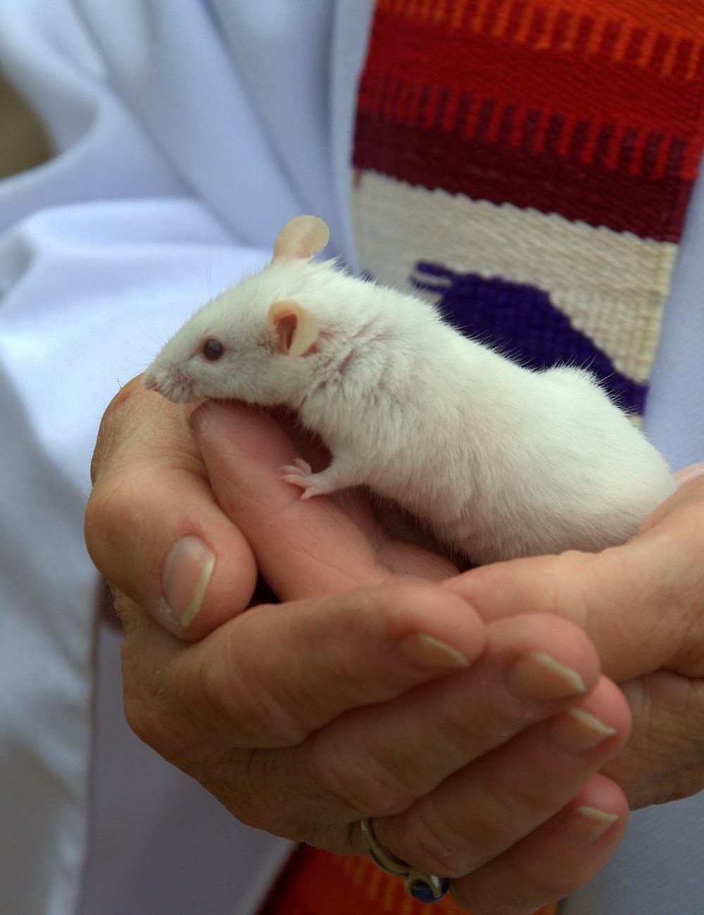 Image of a white mouse