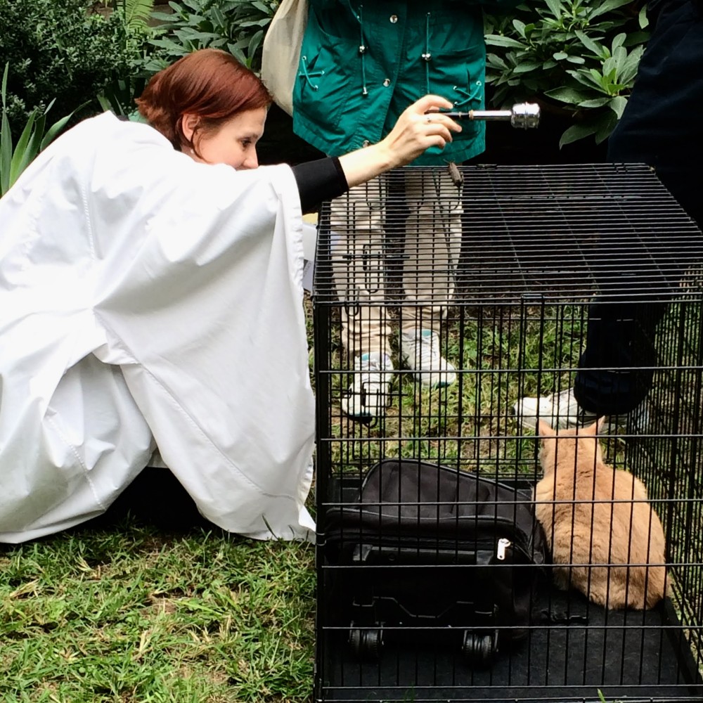 Image of a cat in a cage being blessed