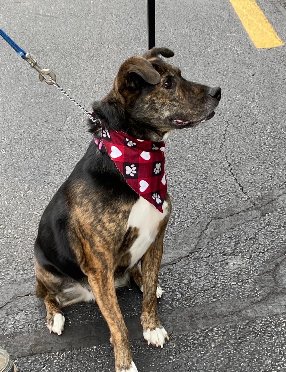 Image of a dog sitting in a parking lot