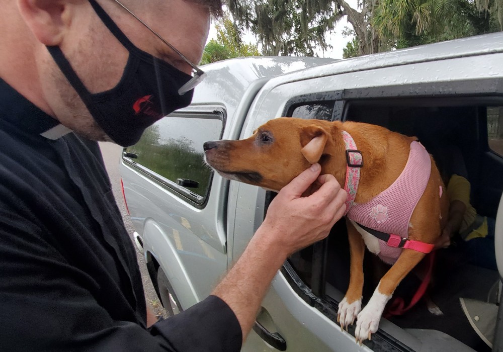 Image of a person petting a dog