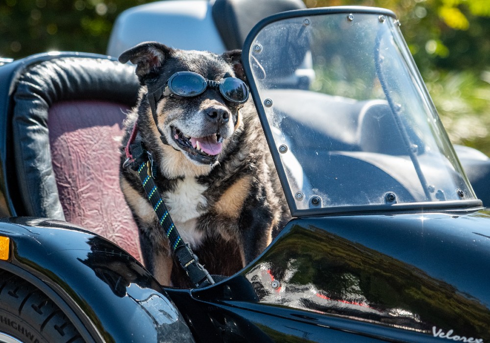 Image of a dog in a sidecar