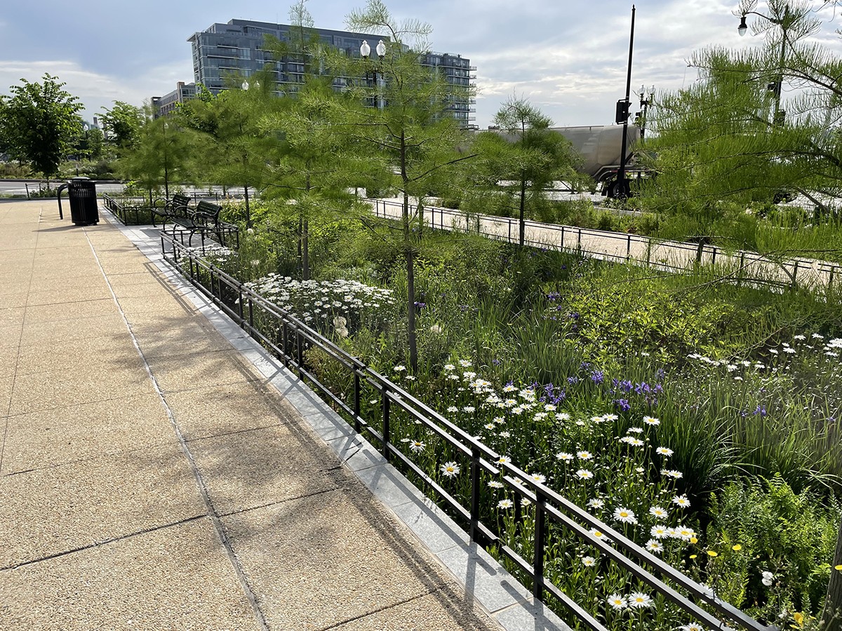 DC rain garden