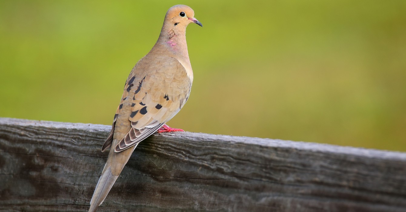 Image of a mourning dove on a wooden fence