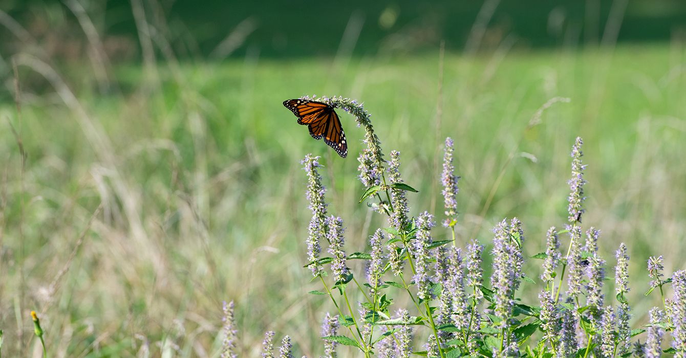 An orange monarch butterfly balances on the end of a long stalk of wild grass with purples flowers.