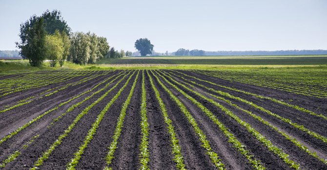 Newly planted field