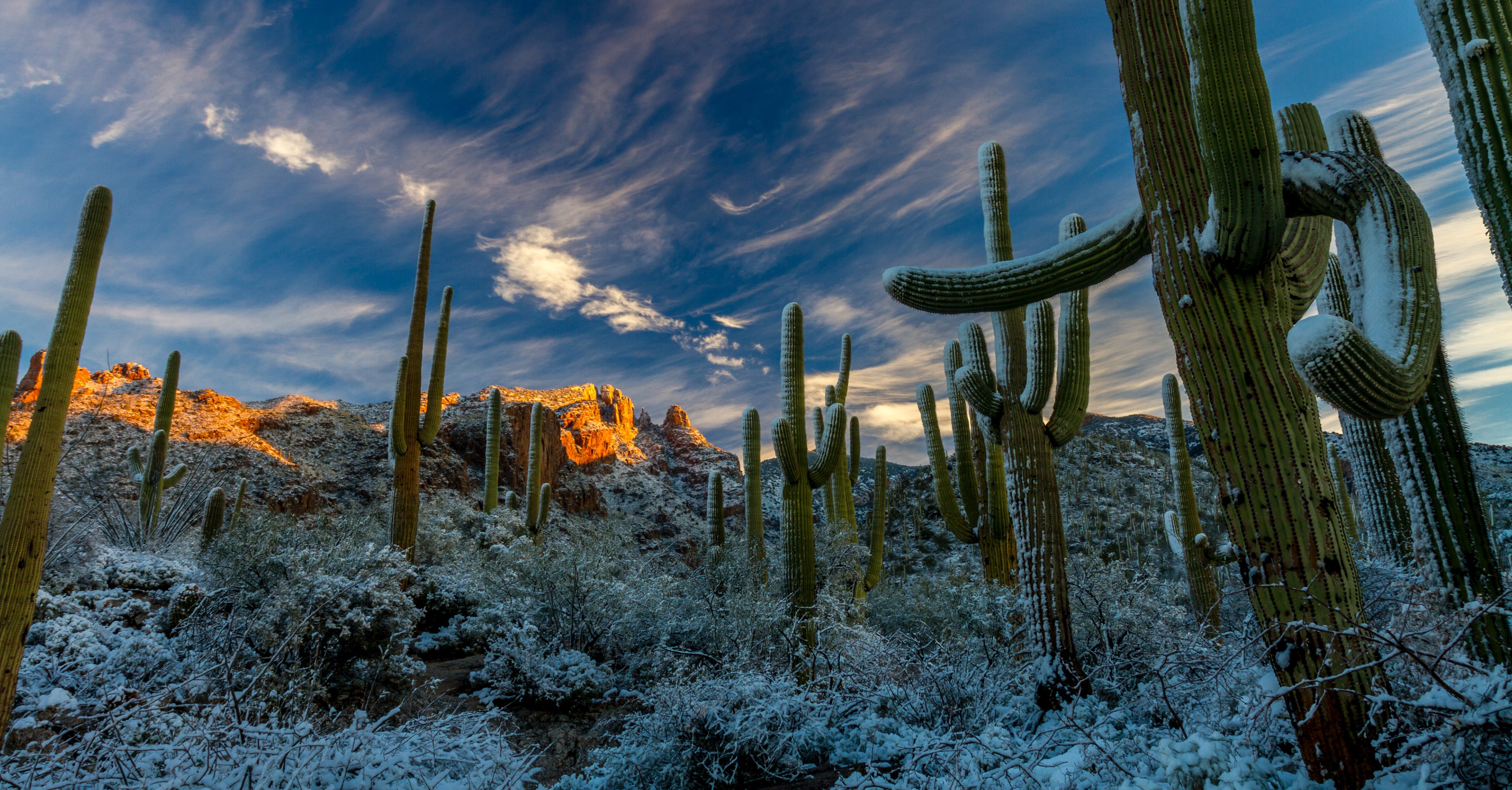 Image of cacti covered in snow